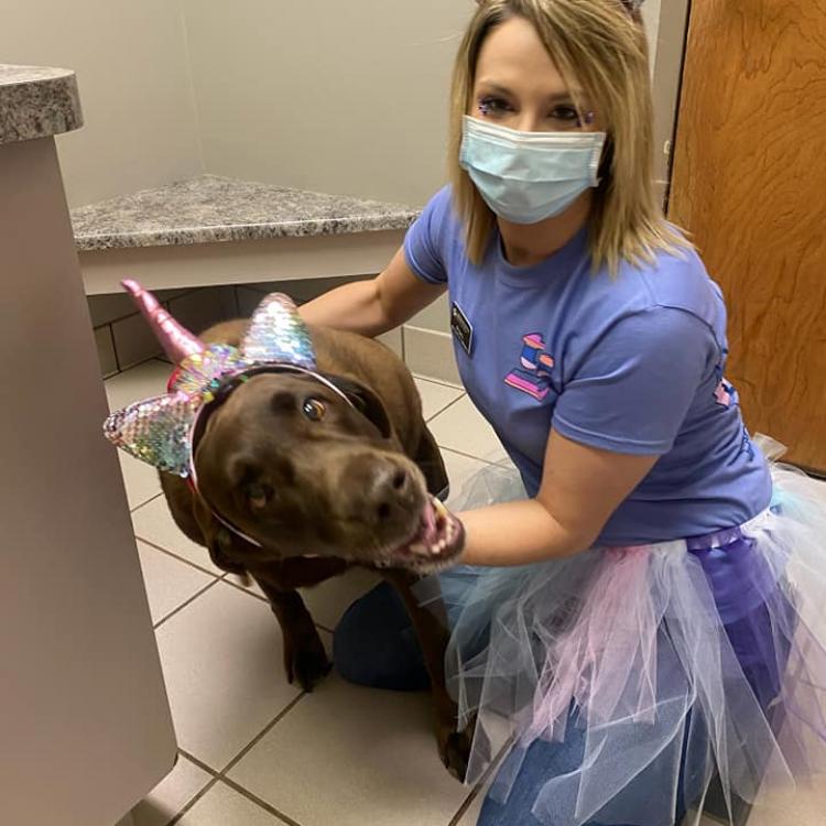 dog boarding lenoir city tn tayloemezquita